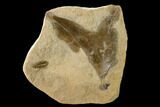 Cretaceous Fossil Leaf in Sandstone (Pos/Neg) - Kansas #143487-2